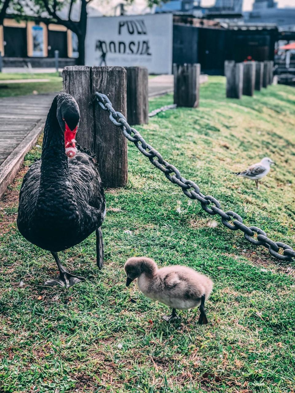 Melbourne River Viewsアパートメント エクステリア 写真